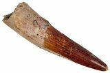 Fossil Spinosaurus Tooth - Real Dinosaur Tooth #354790-1